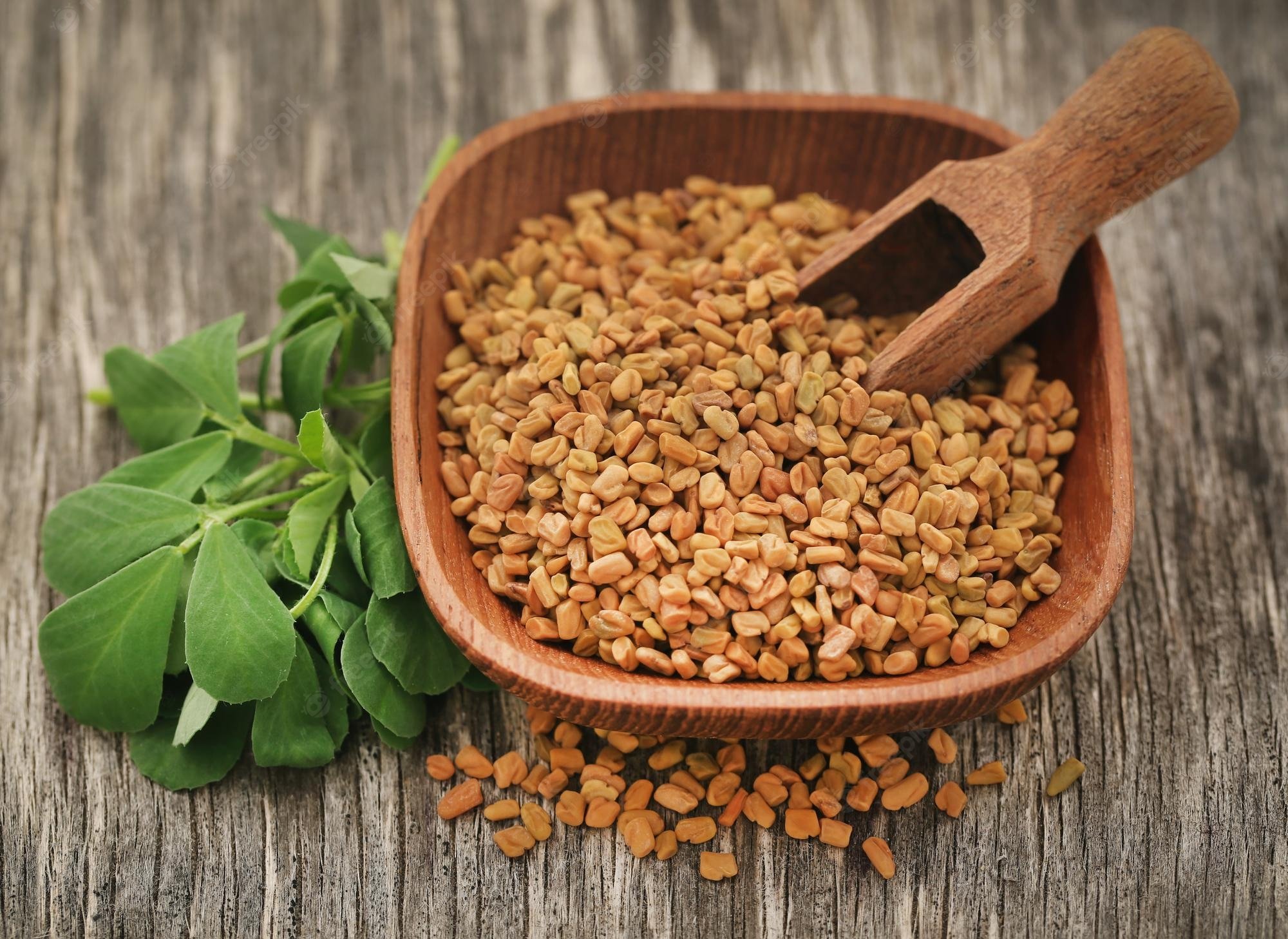 fenugreek sprouts nutritional value