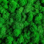 reindeer moss nutrition