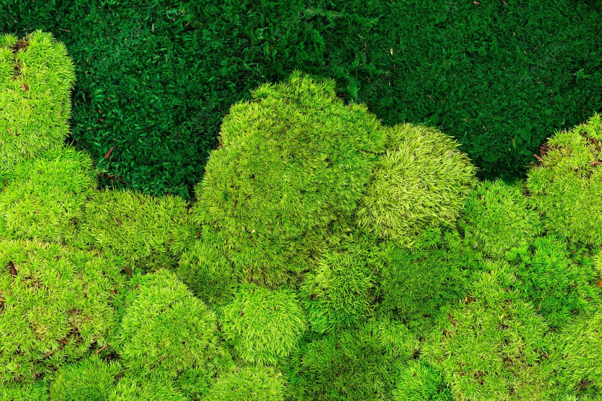  Reindeer Moss Nutrition For Health Fueling Your Health