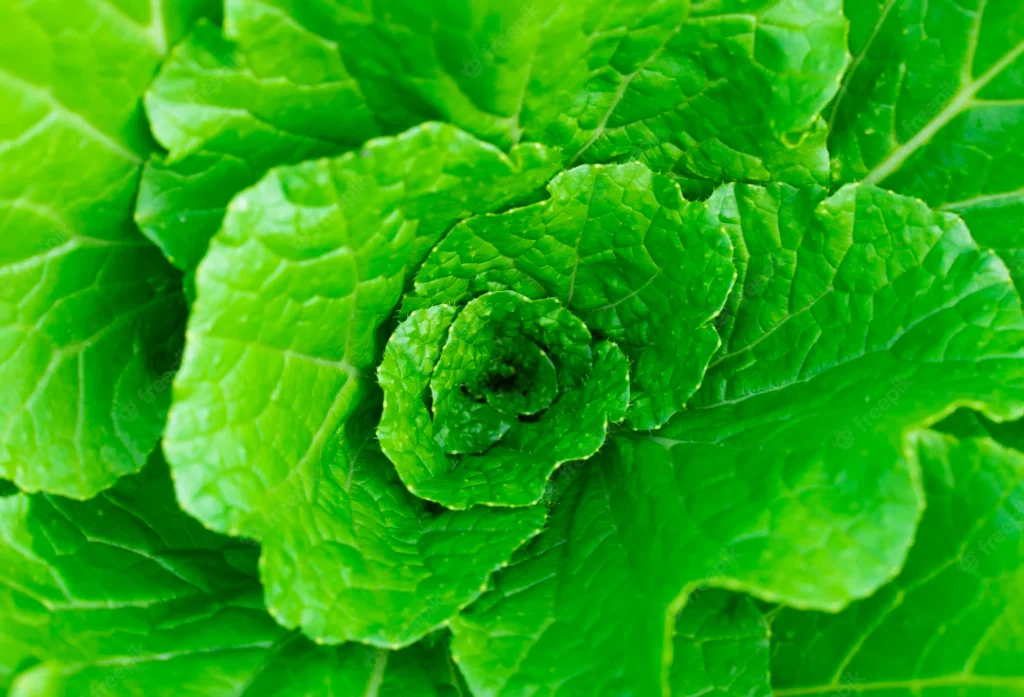 crisp and green nutrition